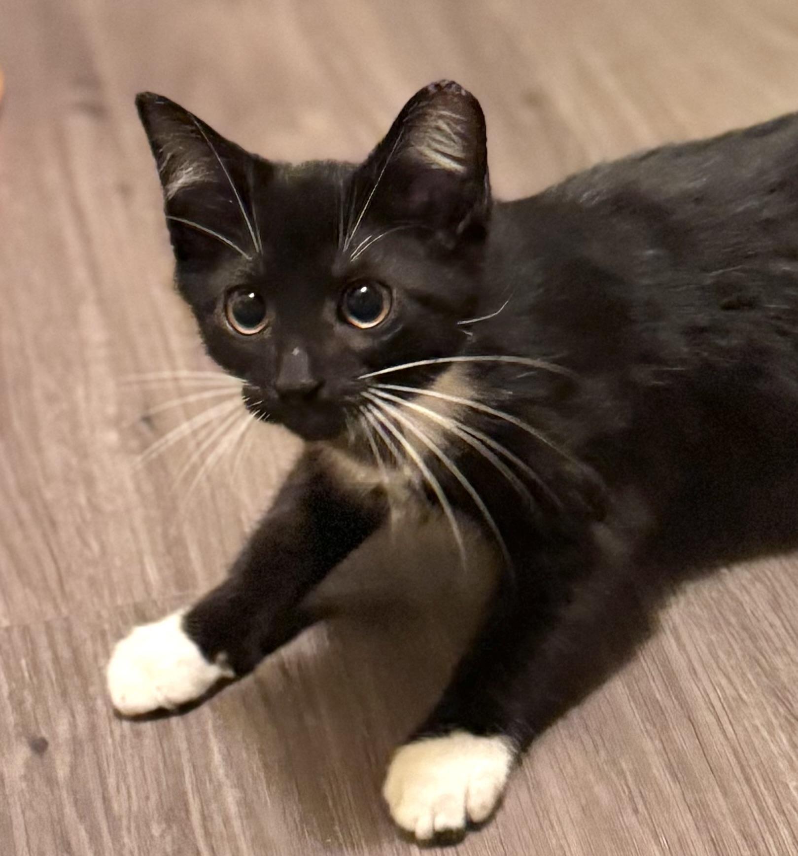 Twinkle, an adoptable Domestic Medium Hair in Warsaw, MO image 5/5