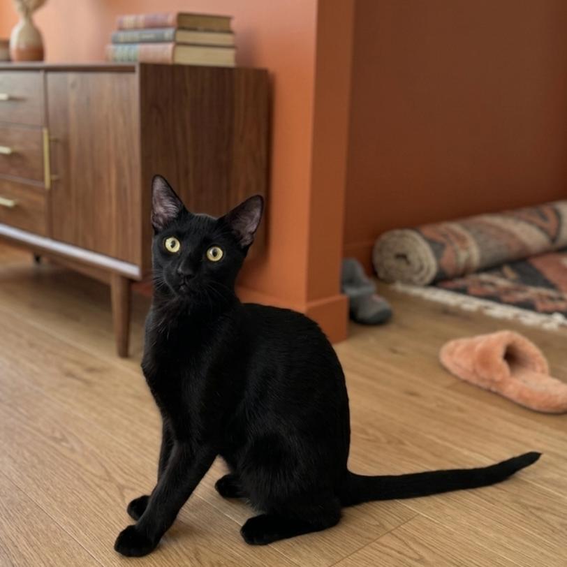 Theodora (Tea) - Bombay mix, a Adoptable mixed breed in Allen, TX image 2/6