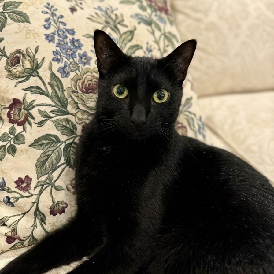 Theodora (Tea) - Bombay mix, a Adoptable mixed breed in Allen, TX image 3/6