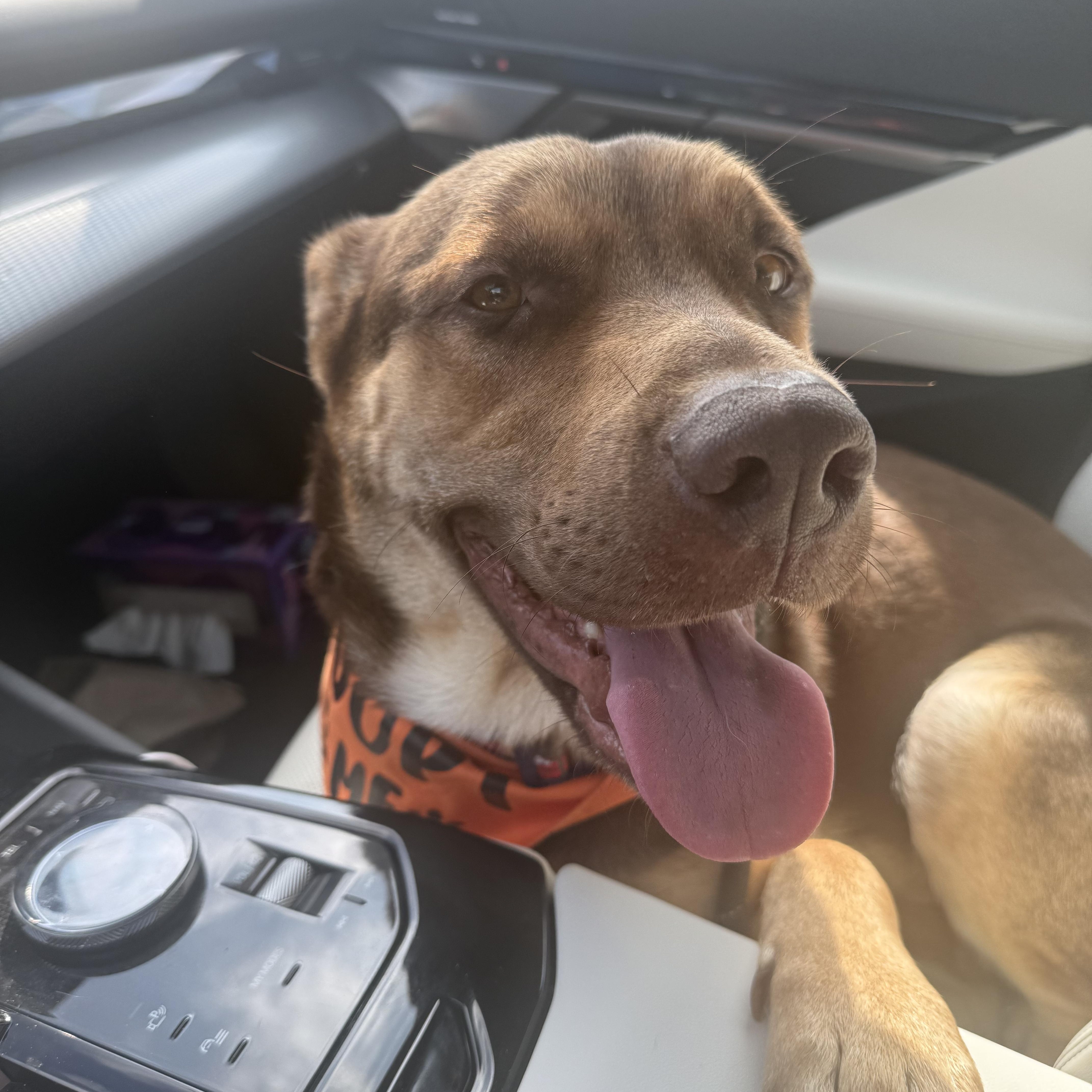 Bruno, ADOPTABLE, Young Male Shepherd & Golden Retriever.