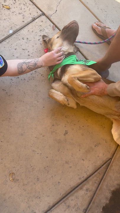 Enlarge Bruno, a ADOPTABLE mixed breed in Lakeside, CA video 4/4