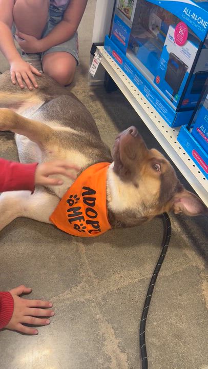 Enlarge Bruno, a ADOPTABLE mixed breed in Lakeside, CA video 6/6