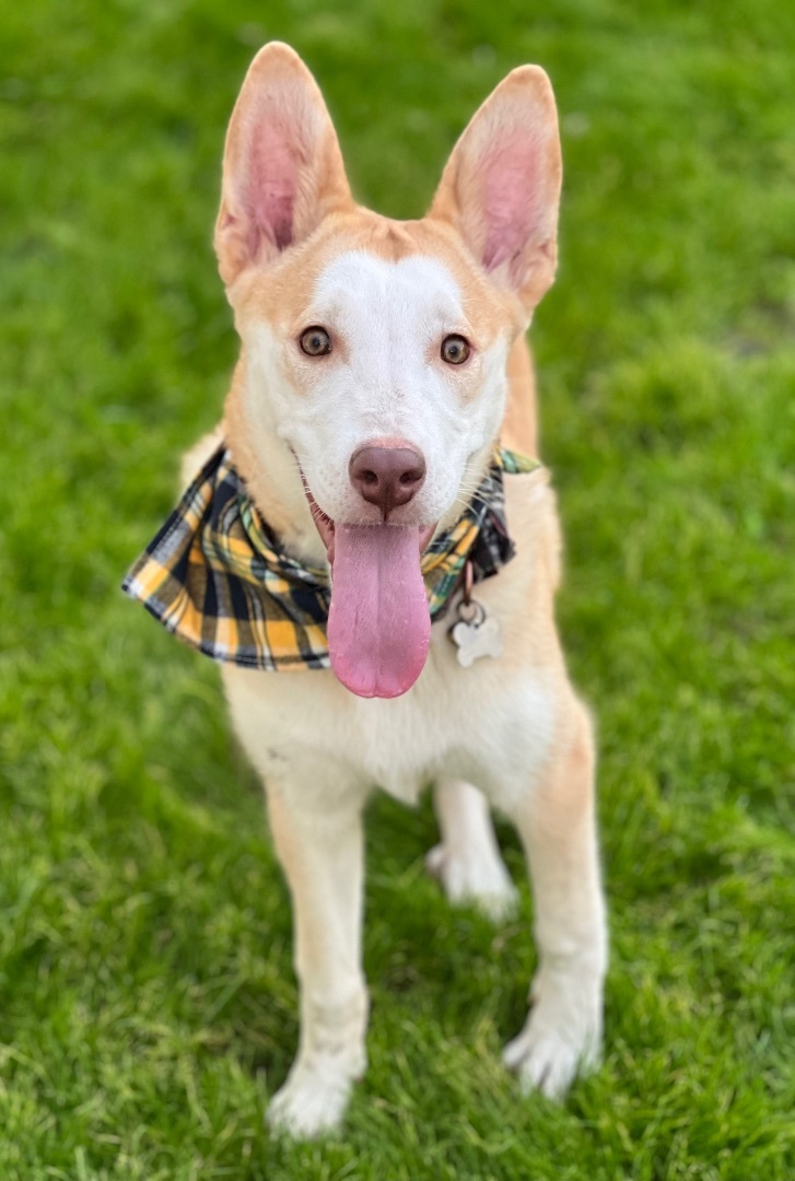 Enlarge Nero, a Adoptable mixed breed in Phoenix, AZ image 1/3