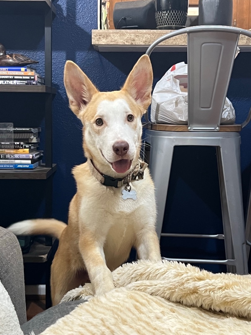 Enlarge Nero, a Adoptable mixed breed in Phoenix, AZ image 3/3