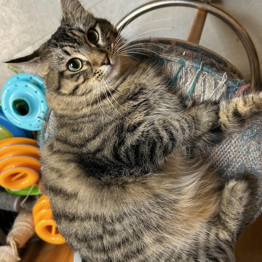 Patches, a Adoptable Domestic Medium Hair in Kent, WA image 2/4