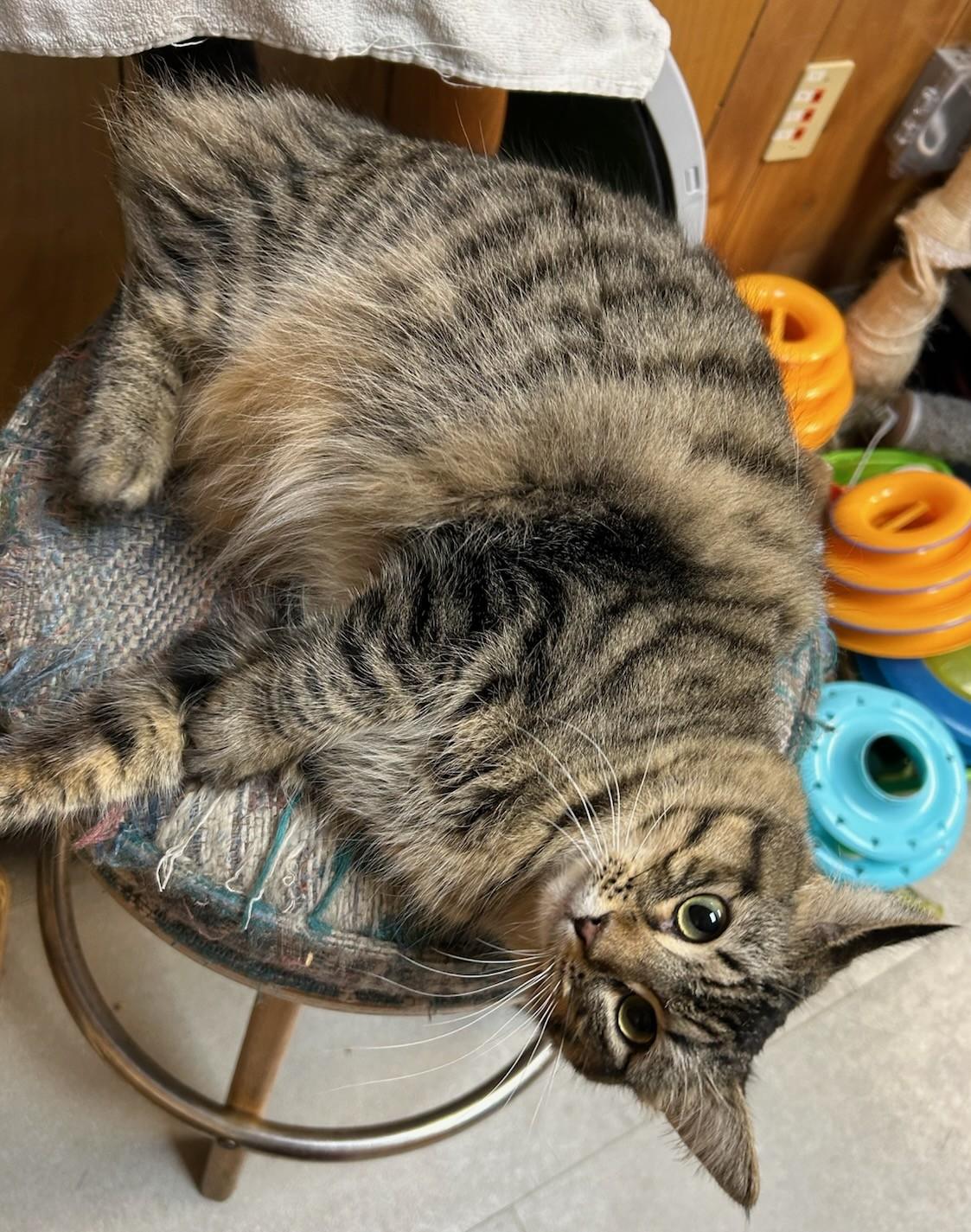 Enlarge Patches, a Adoptable Domestic Medium Hair in Kent, WA image 2/3