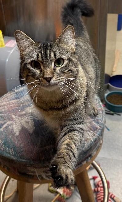 Patches, Adoptable, Adult Female Domestic Medium Hair.