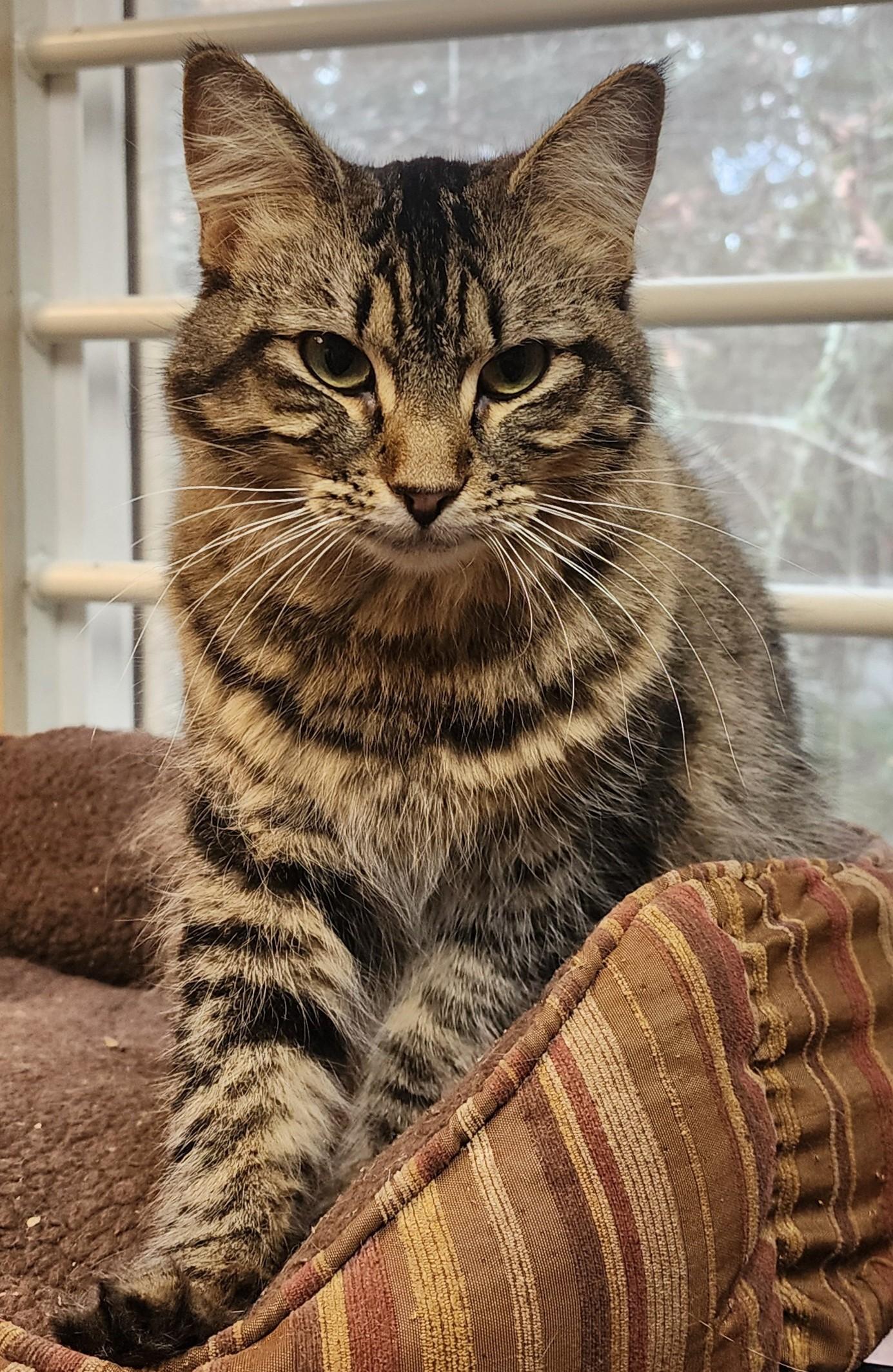 Enlarge Patches, a Adoptable Domestic Medium Hair in Kent, WA image 1/3