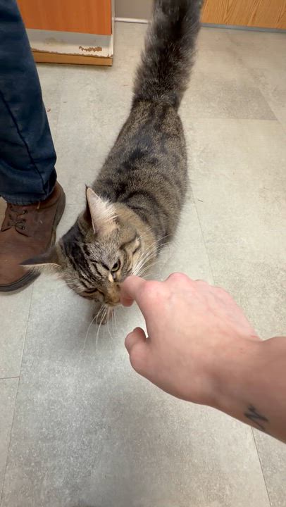 Enlarge Patches, a Adoptable Domestic Medium Hair in Kent, WA video 3/4