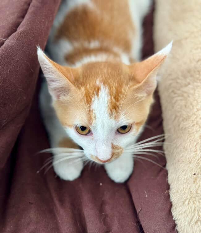 Ava, Adoptable, Kitten Female Domestic Short Hair.