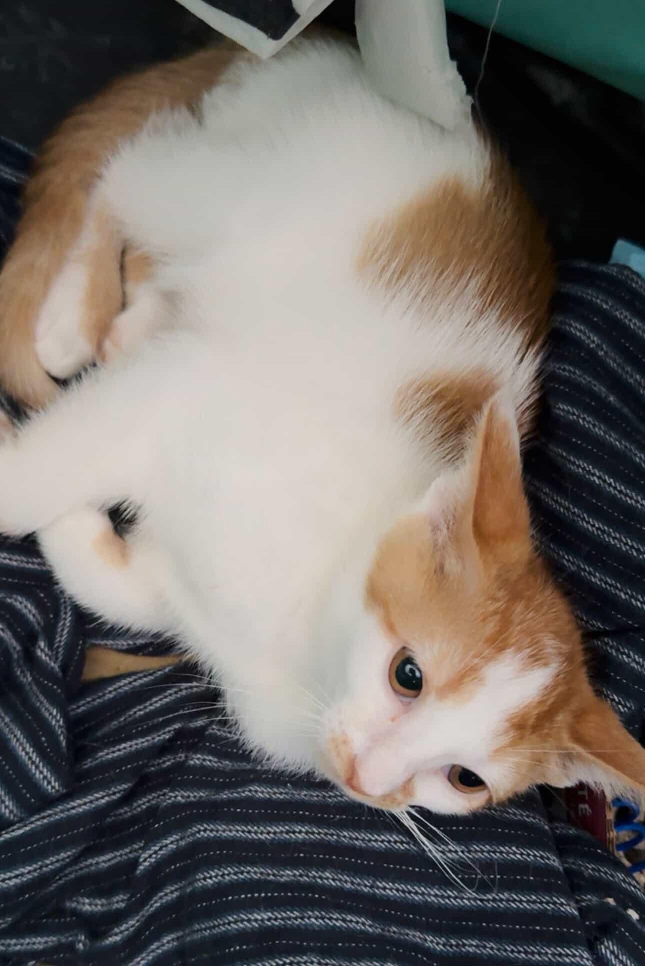 Ava, a Adoptable mixed breed in Arlington, TX image 2/3