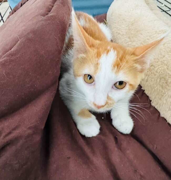 Ava, a Adoptable mixed breed in Arlington, TX image 3/3