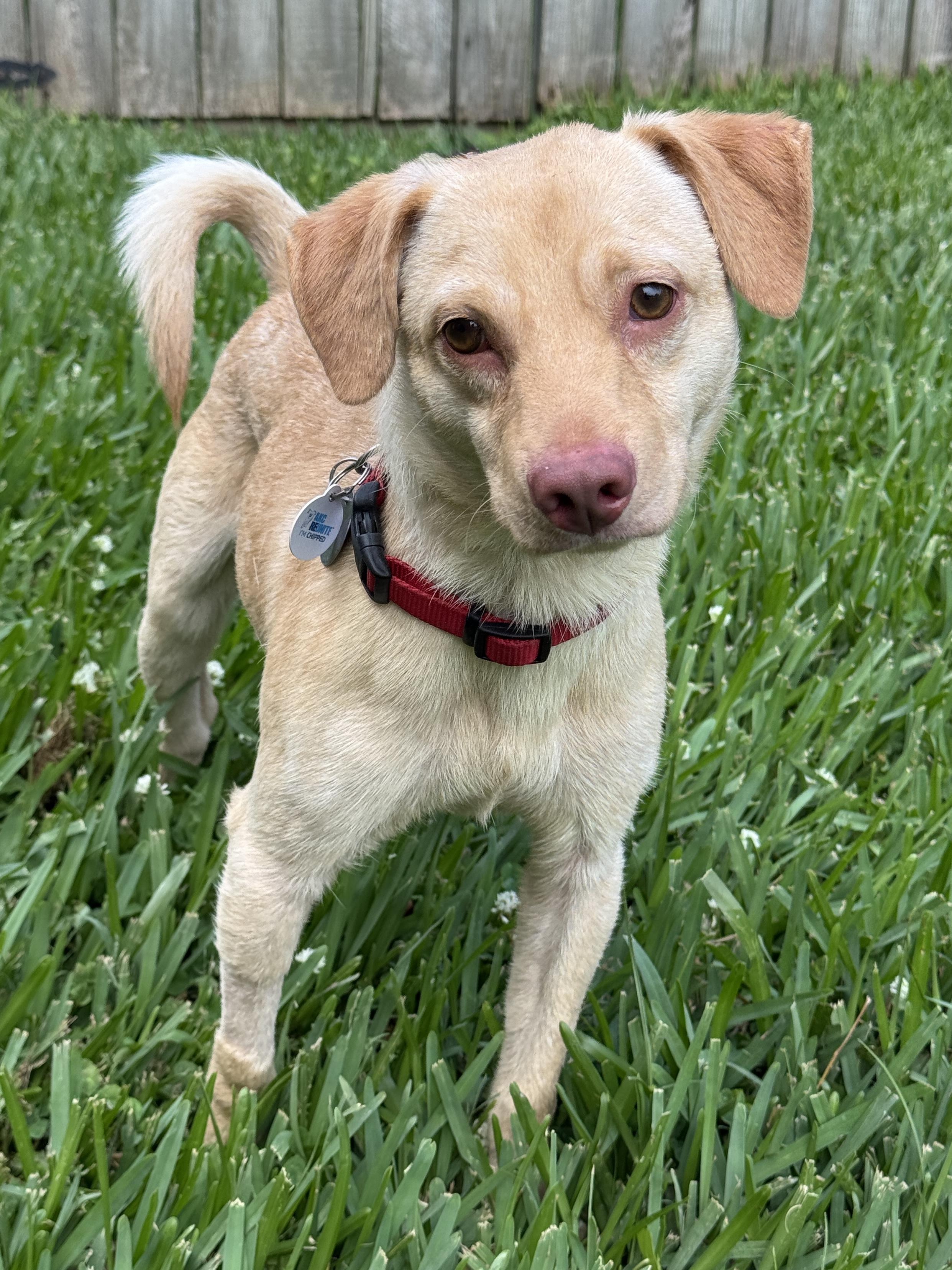Donny, an adopted mixed breed in Houston, TX image 3/6