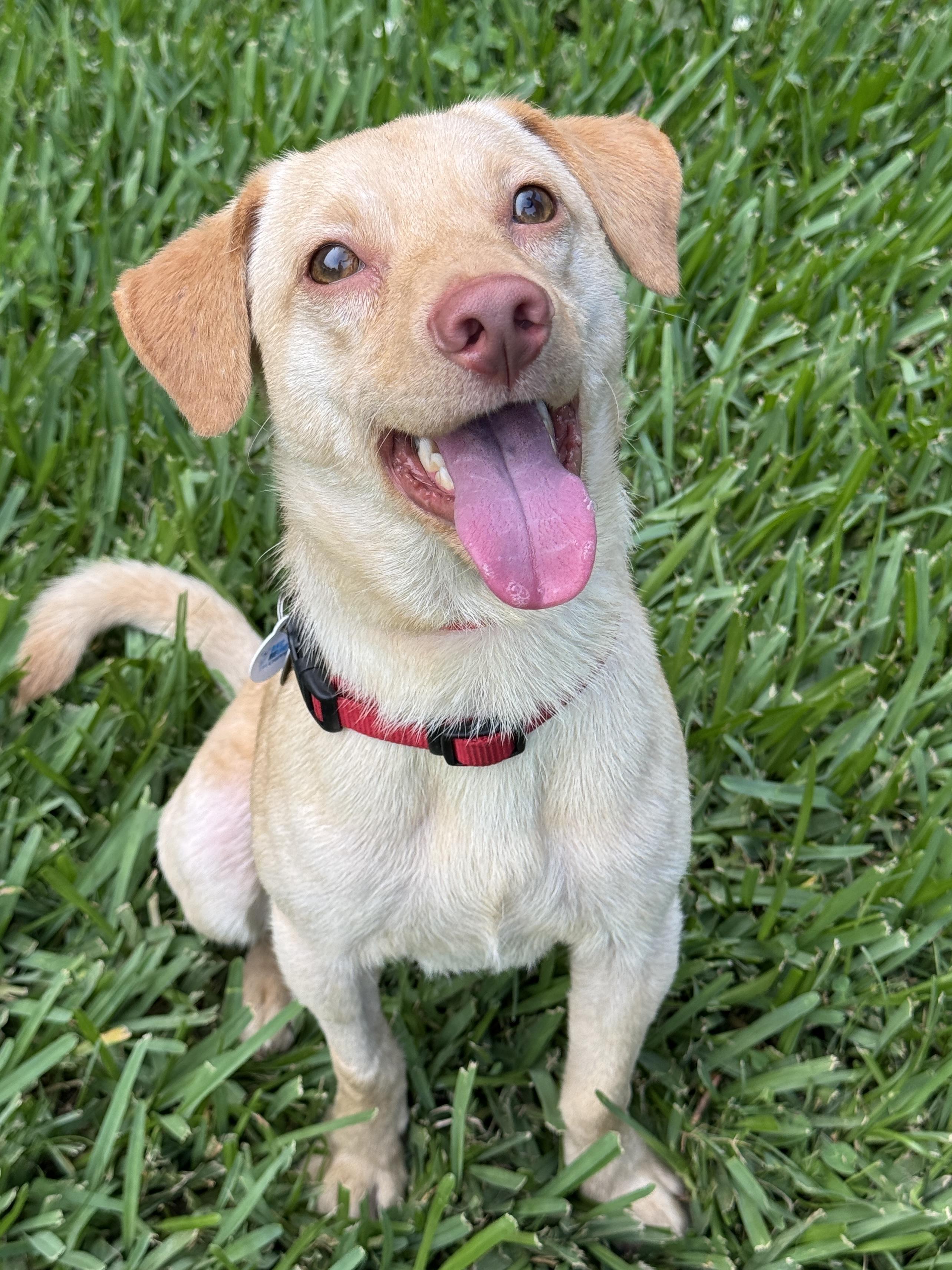 Donny, an adopted mixed breed in Houston, TX image 1/6