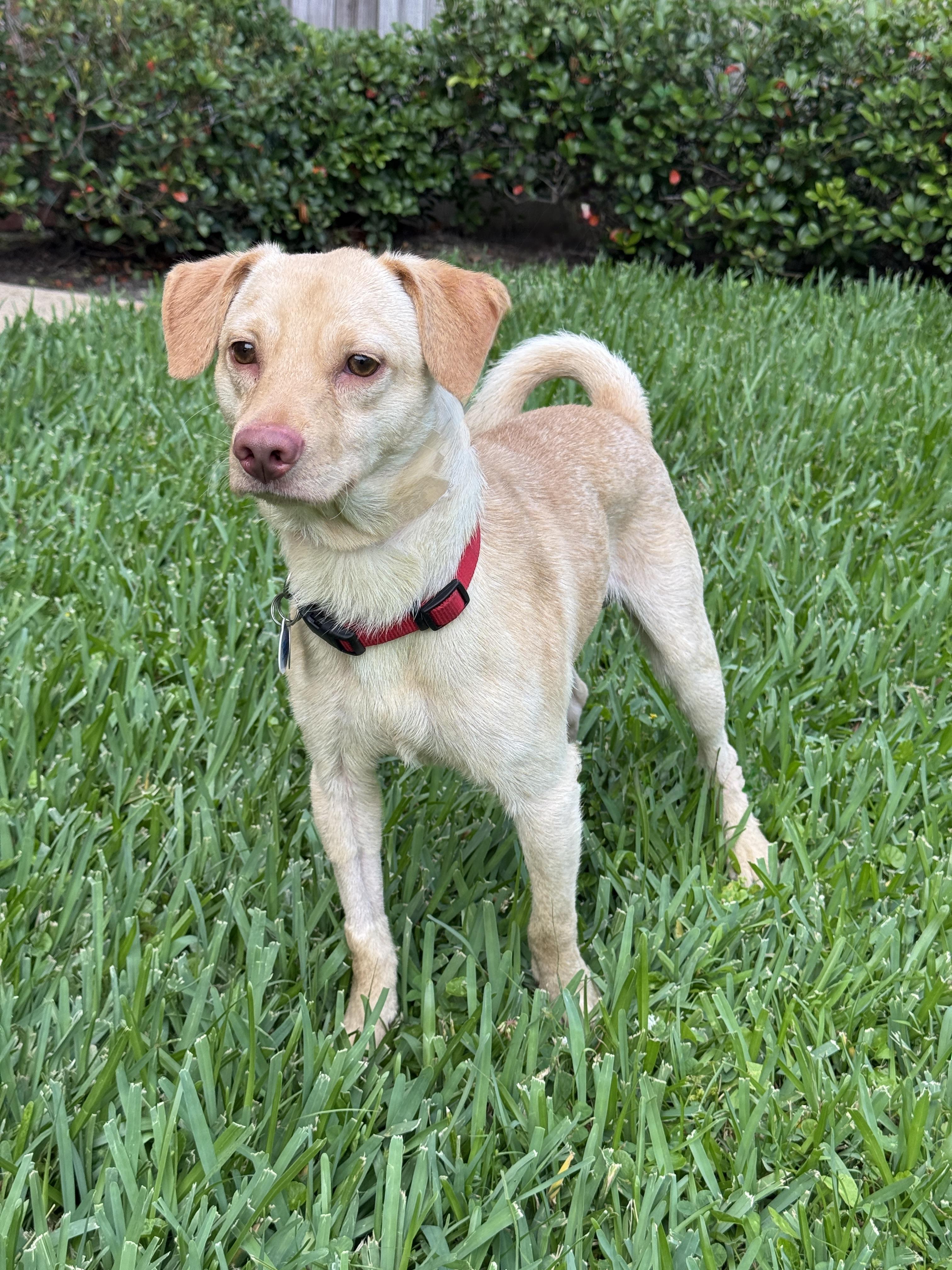 Donny, an adopted mixed breed in Houston, TX image 4/6