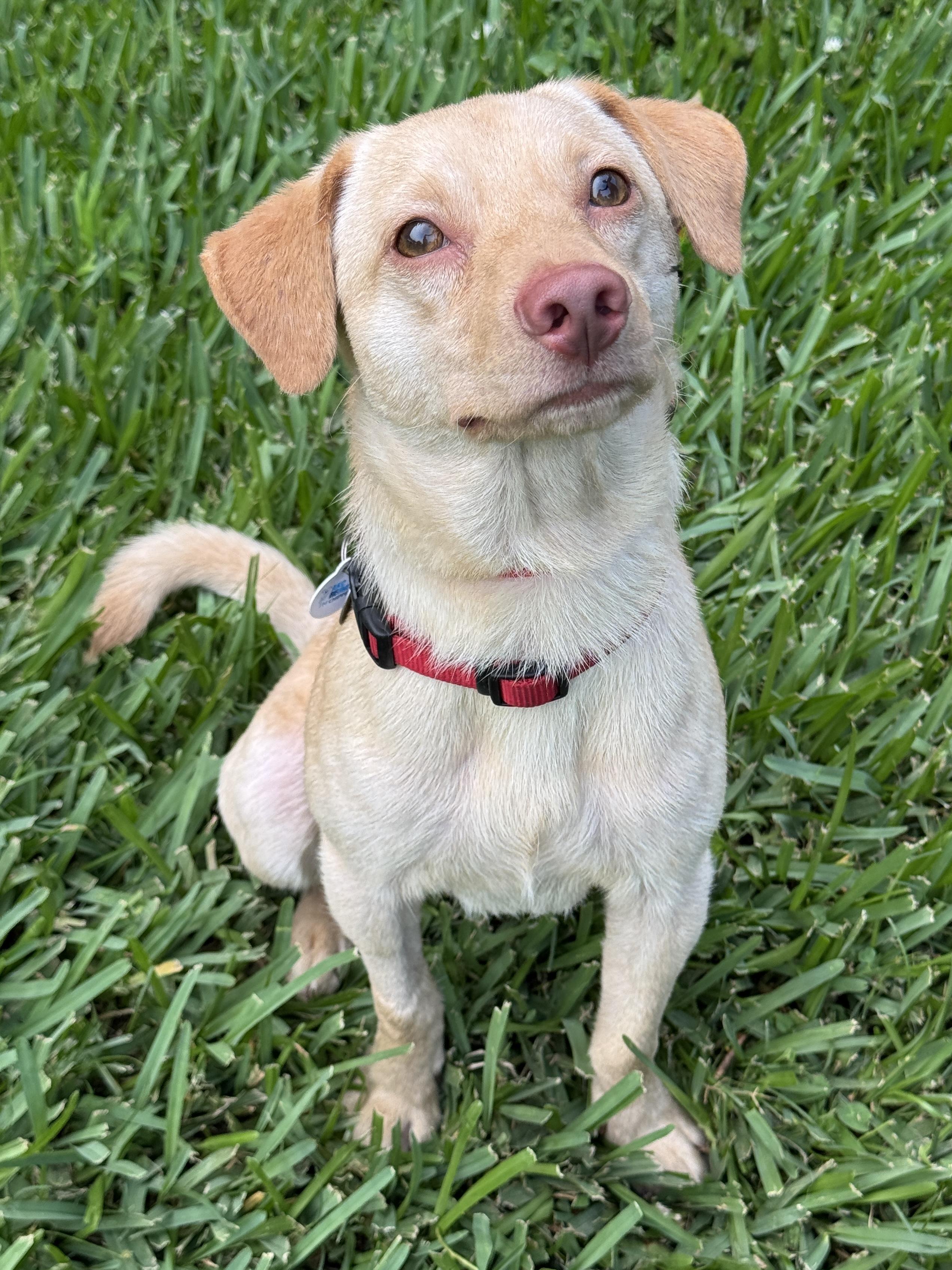 Donny, an adopted mixed breed in Houston, TX image 2/6