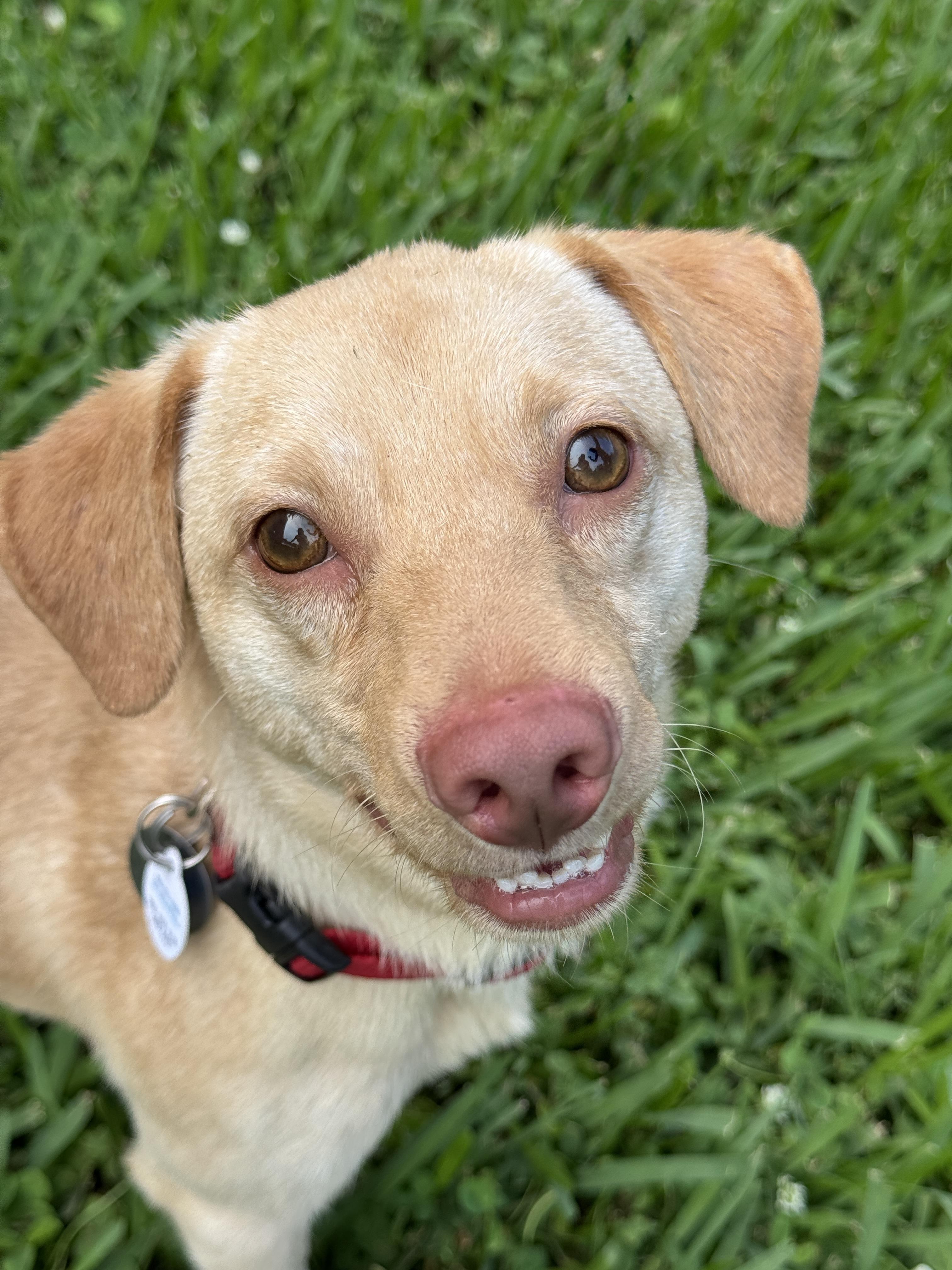 Donny, an adopted mixed breed in Houston, TX image 6/6