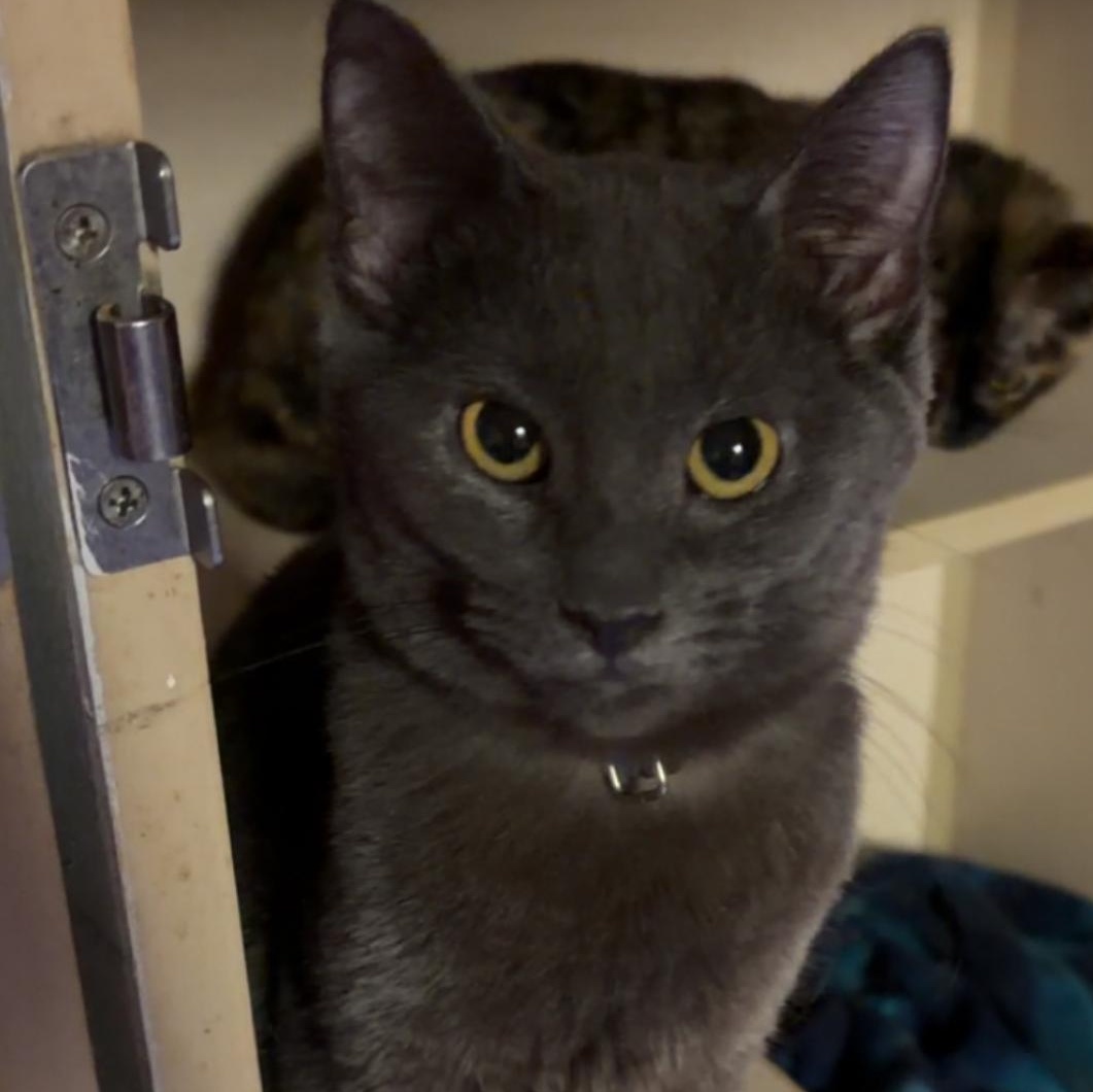 Enlarge Vitus, a ADOPTABLE Domestic Short Hair in Sunbright, TN image 1/1