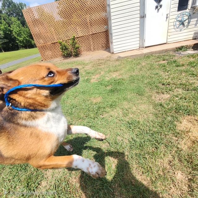 Enlarge Dougie, a ADOPTABLE mixed breed in Manhasset, NY image 3/6