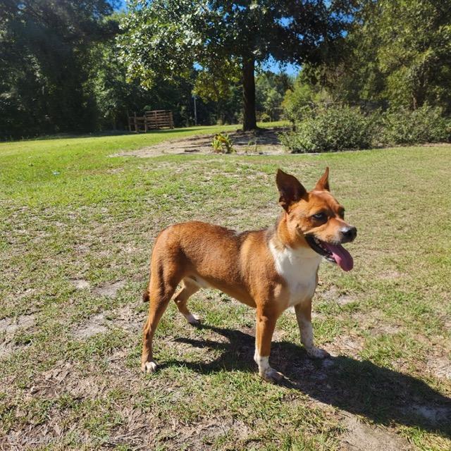 Enlarge Dougie, a Adoptable mixed breed in Manhasset, NY image 4/6