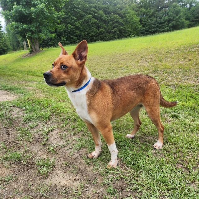 Enlarge Dougie, a ADOPTABLE mixed breed in Manhasset, NY image 5/6