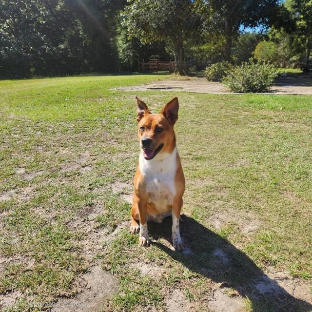 Enlarge Dougie, a Adoptable mixed breed in Manhasset, NY image 5/6