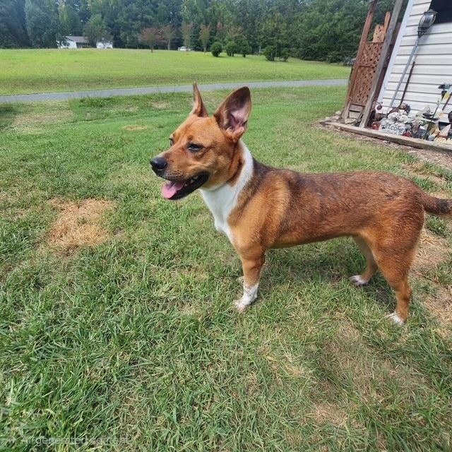 Dougie photo