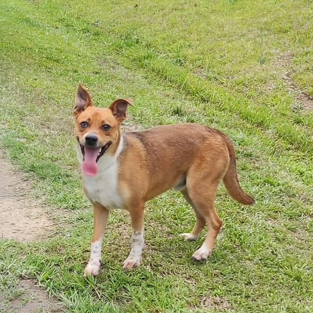 Dougie, ADOPTABLE, Young Male Basenji & Carolina Dog.