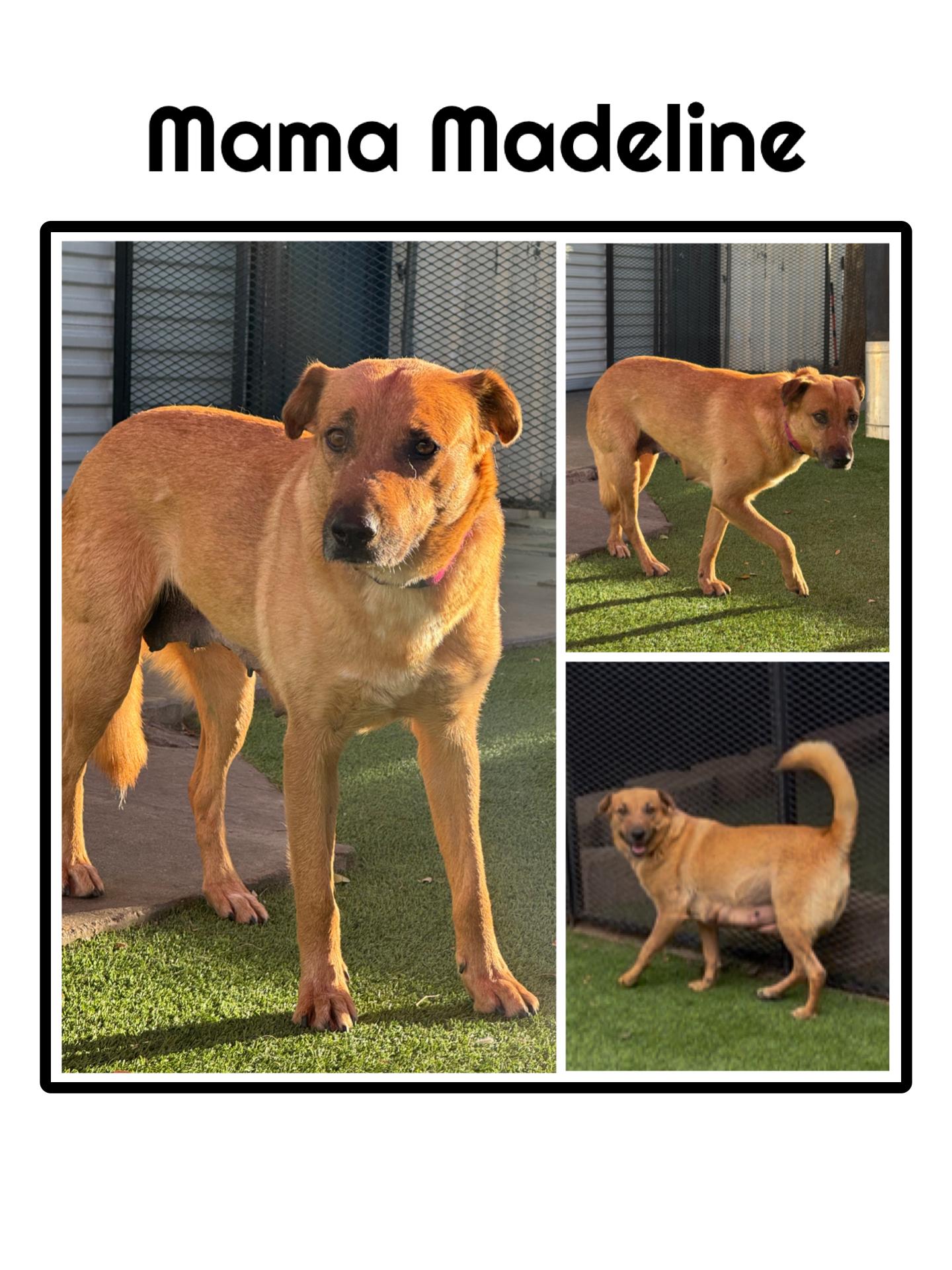 Enlarge Madeline's Litter, a ADOPTABLE mixed breed in Glendale, AZ image 1/2