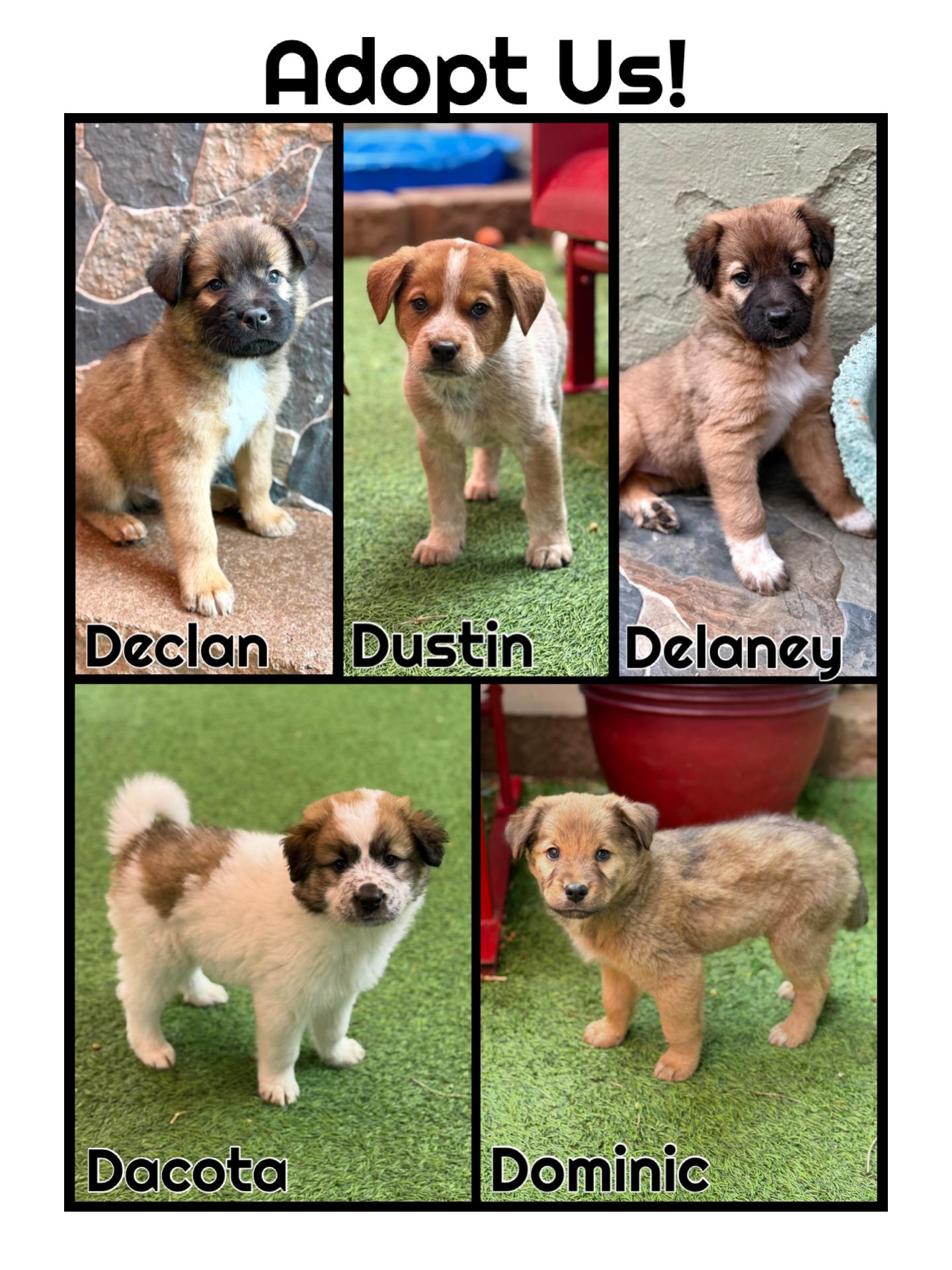 Enlarge Madeline's Litter, a ADOPTABLE mixed breed in Glendale, AZ image 2/2