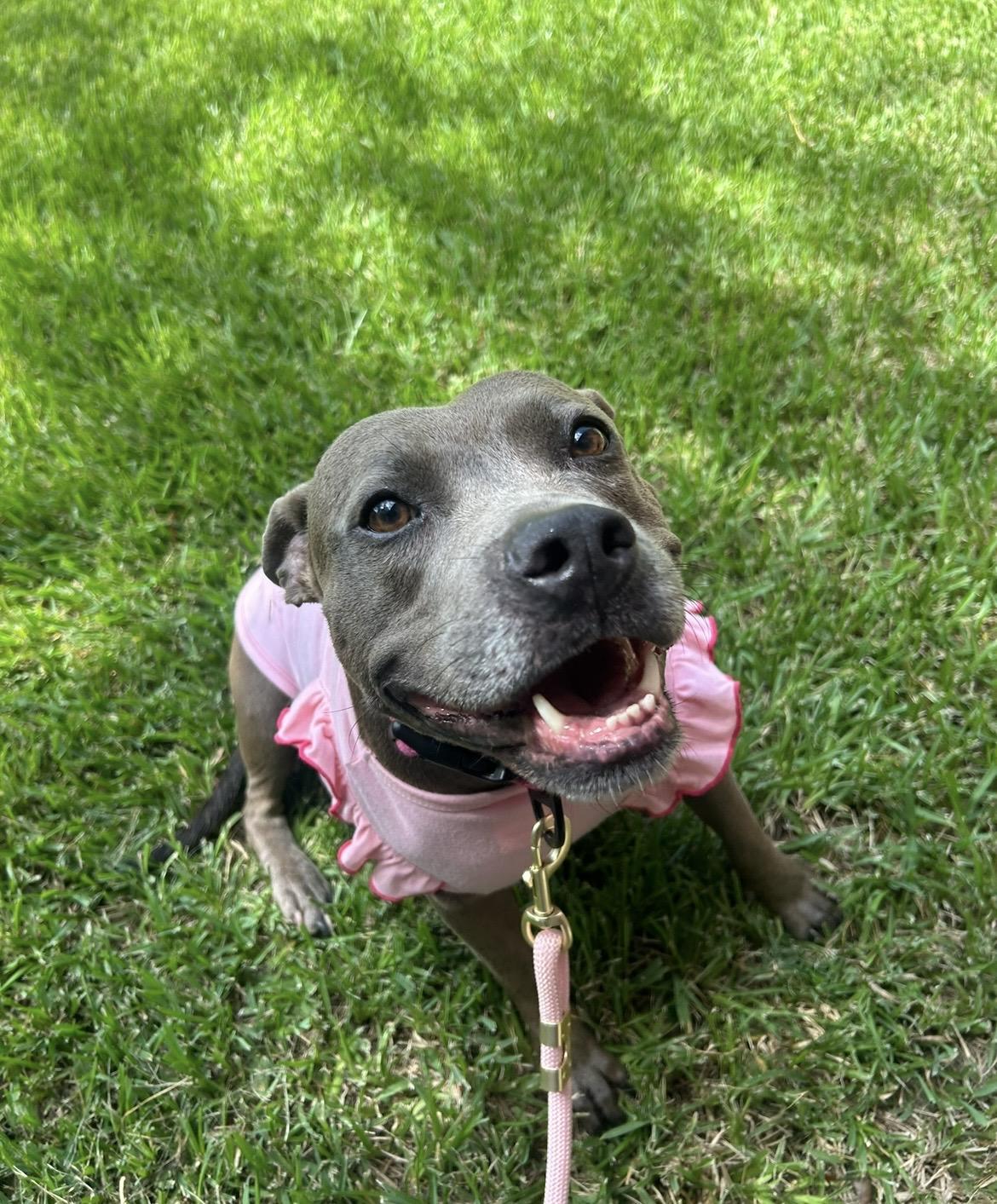 Princess, Adoptable, Adult Female American Staffordshire Terrier & Staffordshire Bull Terrier.