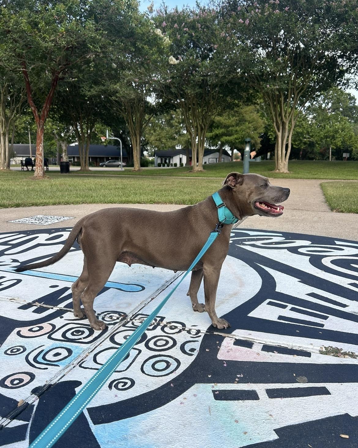 Enlarge Princess, a Adoptable mixed breed in Cincinnati, OH image 5/6