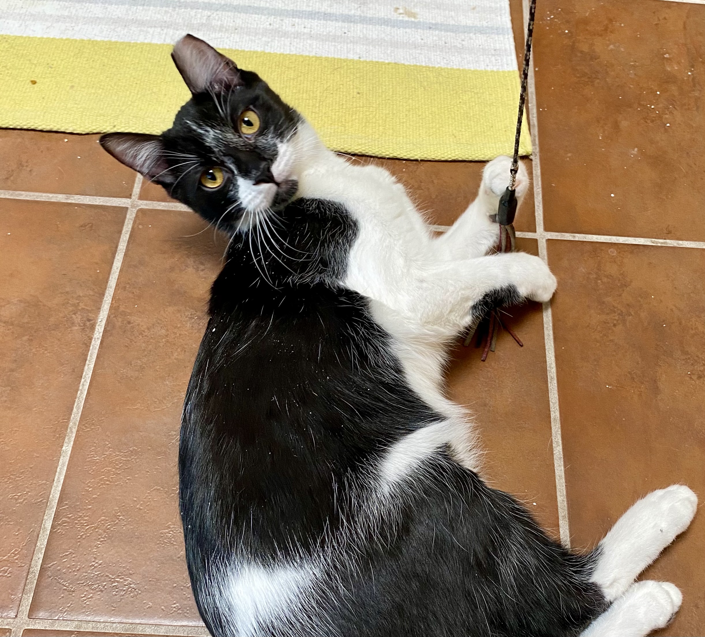 Enlarge Jack, a Adoptable Domestic Short Hair in Oracle, AZ image 3/5