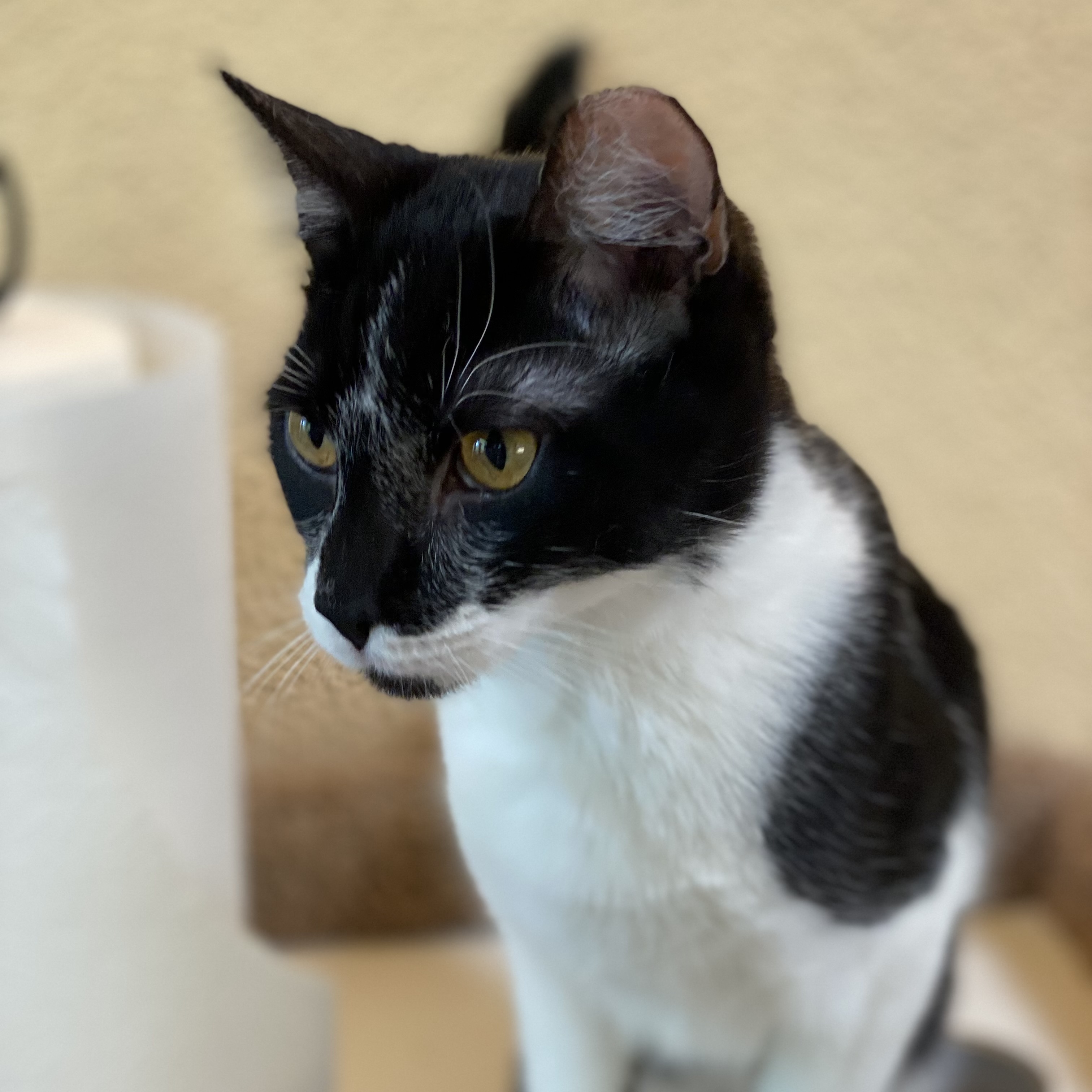 Enlarge Jack, a Adoptable Domestic Short Hair in Oracle, AZ image 4/5