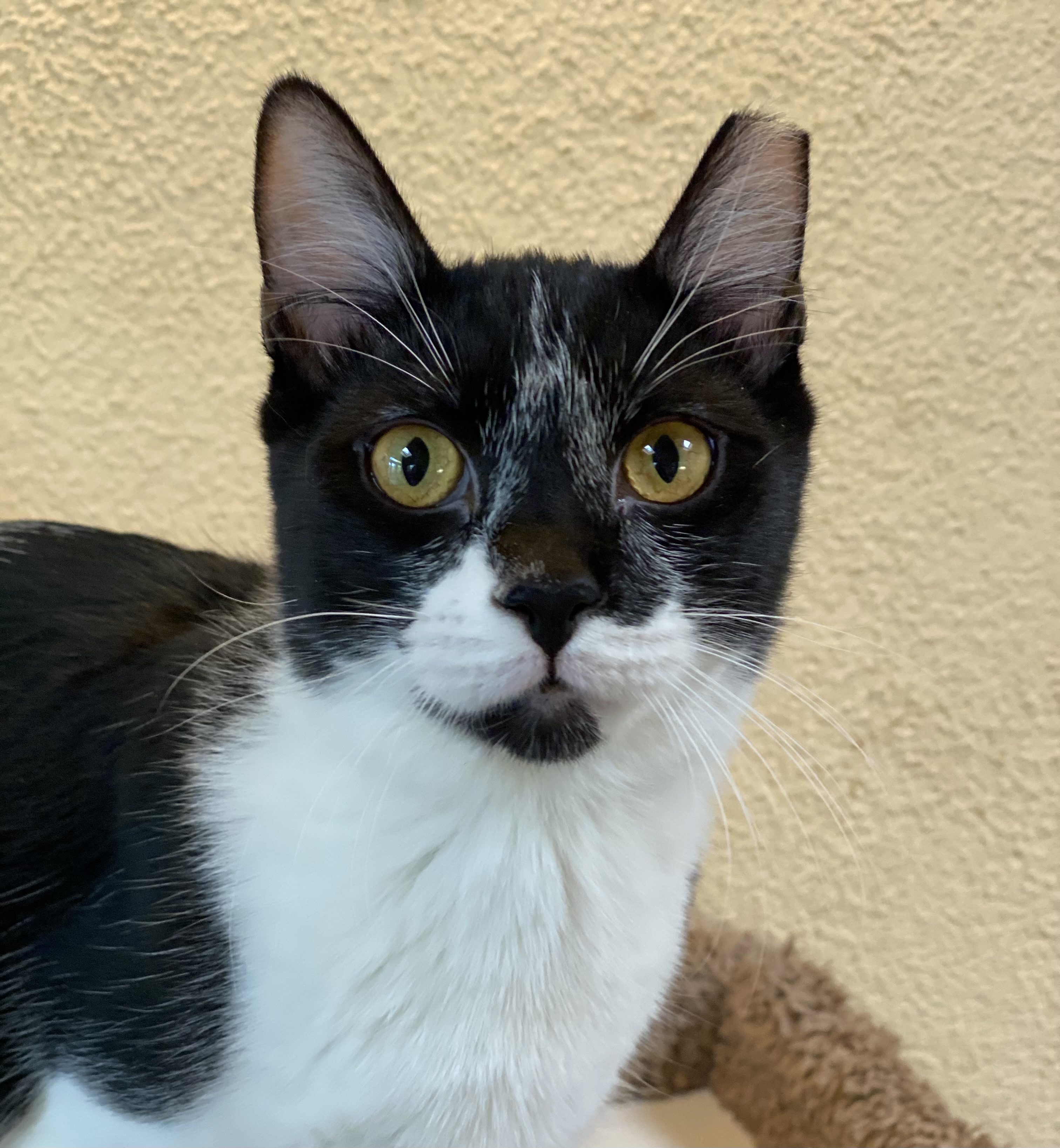 Jack, Adoptable, Young Male Domestic Short Hair.