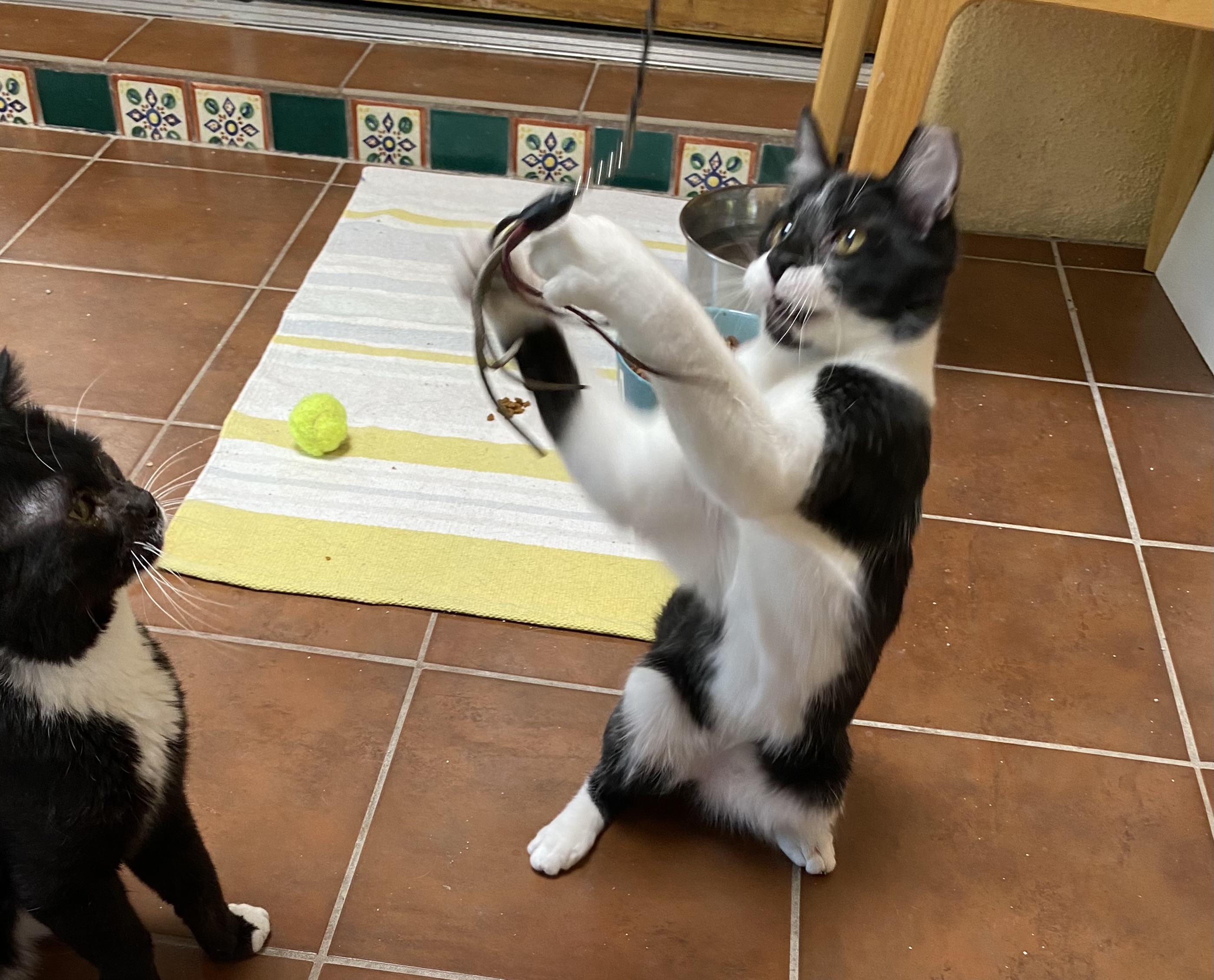 Enlarge Jack, a Adoptable Domestic Short Hair in Oracle, AZ image 5/5