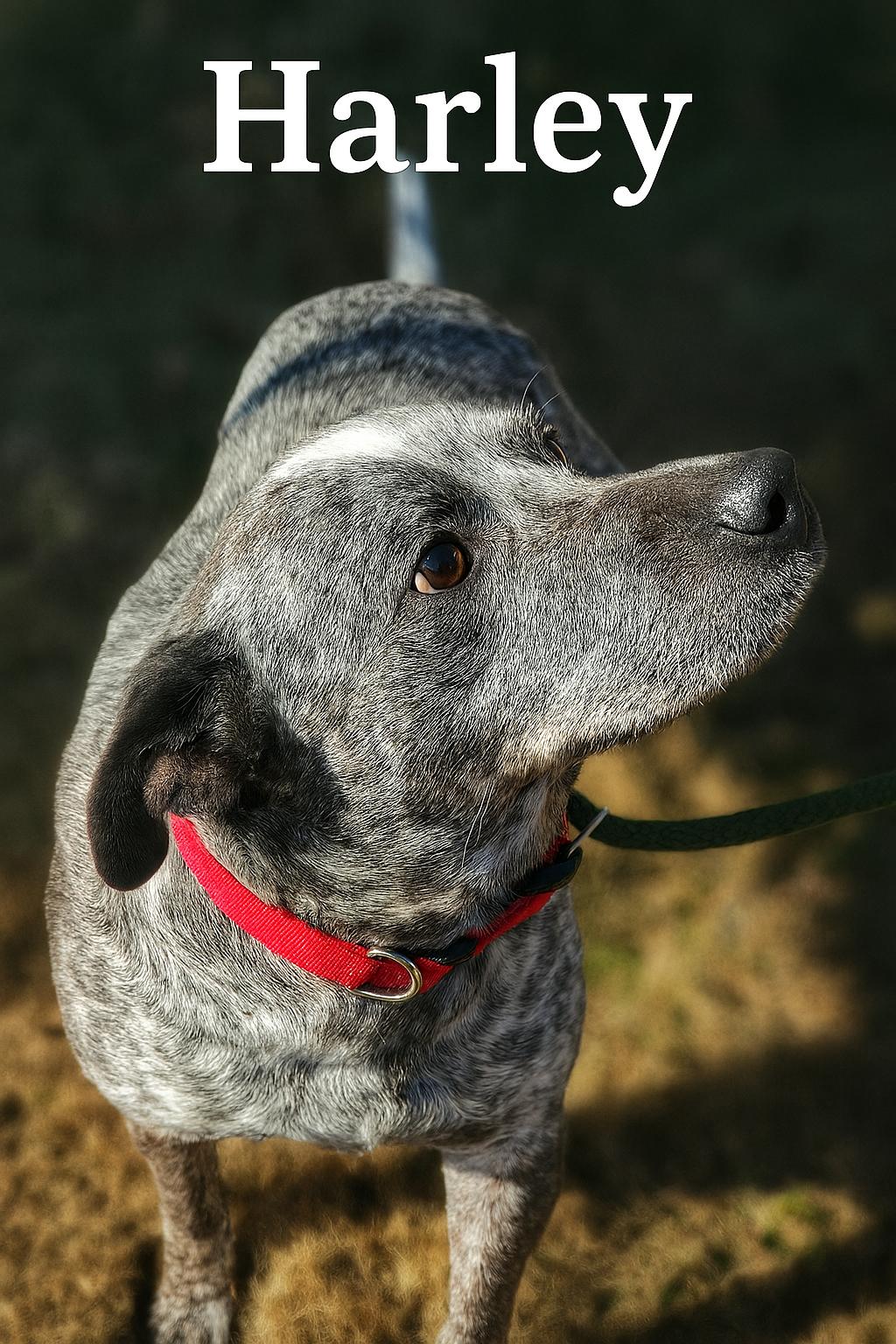 Harley , ADOPTABLE, Adult Male Australian Cattle Dog / Blue Heeler.