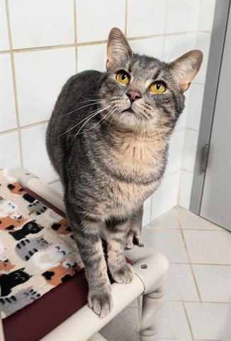 Enlarge CHARLES, a Adoptable Domestic Short Hair in Canfield, OH image 1/1