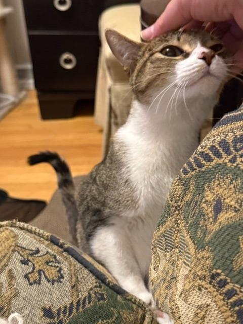 Enlarge Dottie, a Adoptable mixed breed in Libertyville, IL image 2/6