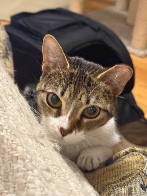 Enlarge Dottie, a Adoptable mixed breed in Libertyville, IL image 3/6