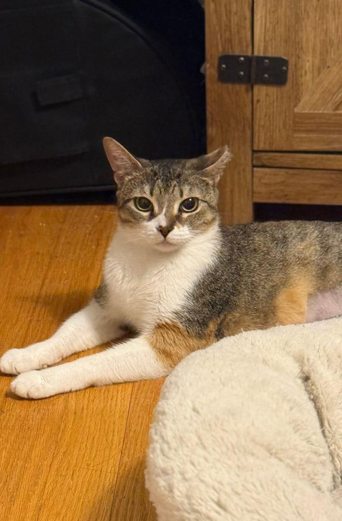 Enlarge Dottie, a Adoptable mixed breed in Libertyville, IL image 5/6