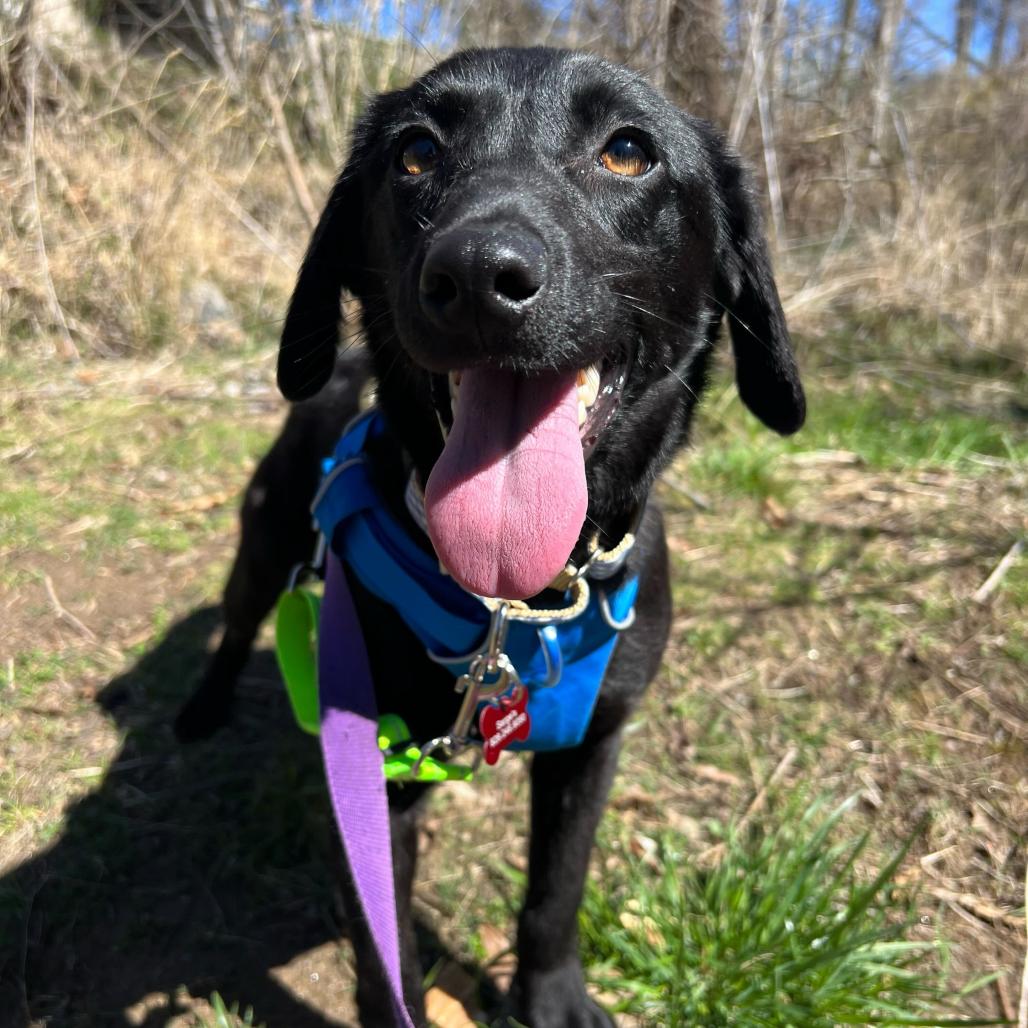 Enlarge Cheese (Tilly), a Adoptable mixed breed in Waynesville, NC image 1/6