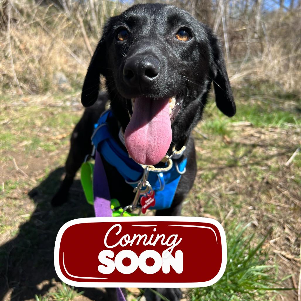 Enlarge Cheese (Tilly), a Adoptable mixed breed in Waynesville, NC image 2/6