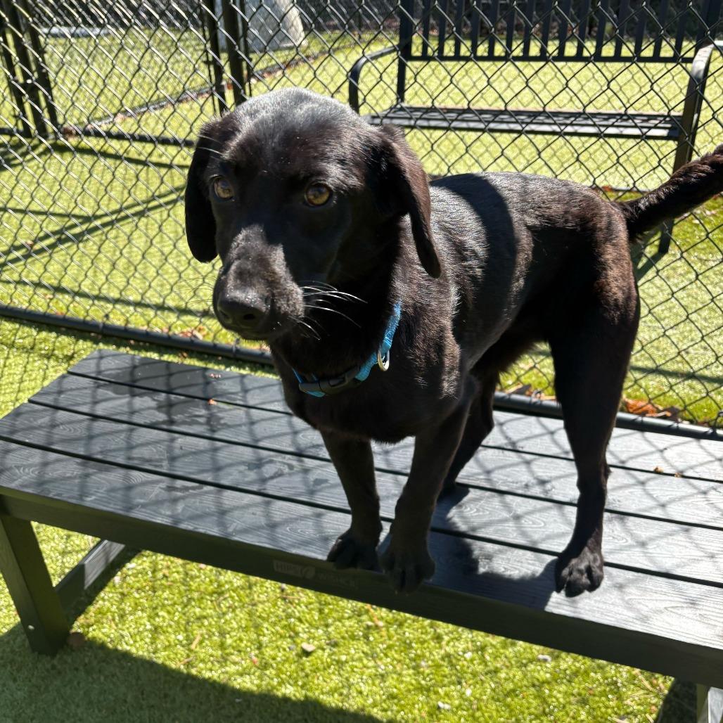 Enlarge Cheese (Tilly), a Adoptable mixed breed in Waynesville, NC image 3/6