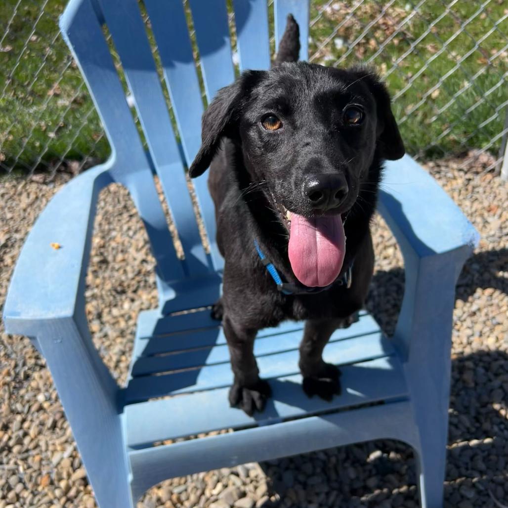 Enlarge Cheese (Tilly), a Adoptable mixed breed in Waynesville, NC image 4/6