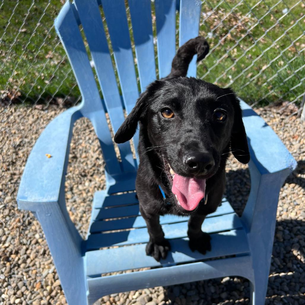 Enlarge Cheese (Tilly), a Adoptable mixed breed in Waynesville, NC image 5/6