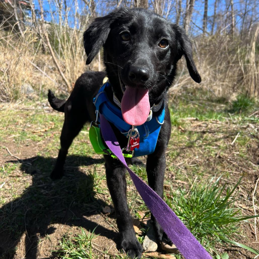 Enlarge Cheese (Tilly), a Adoptable mixed breed in Waynesville, NC image 6/6