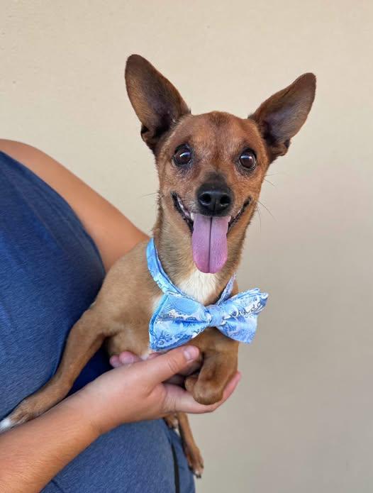 Pear, Adoptable, Adult Male Chihuahua.