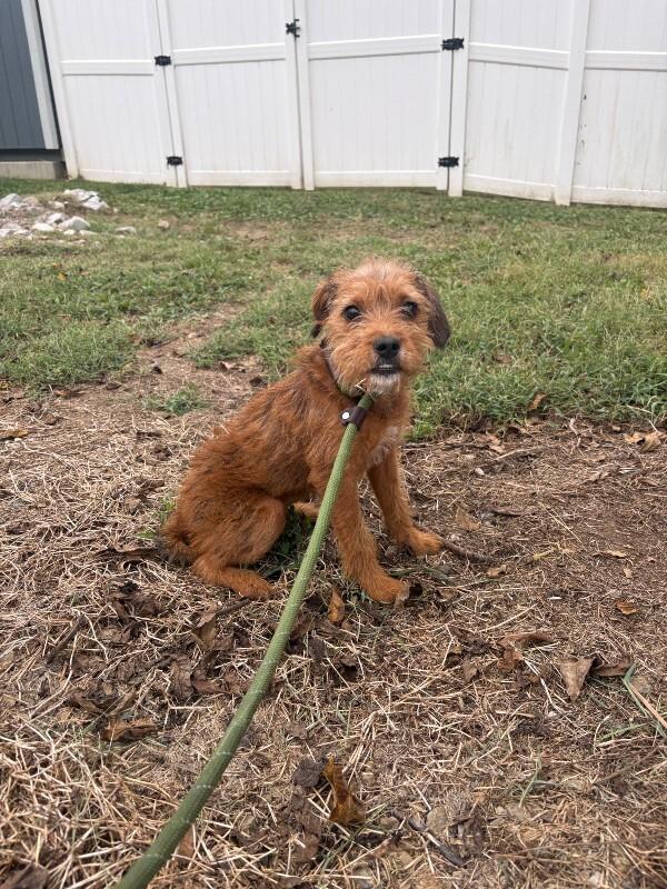 Reagan, Adoptable, Puppy Female Brussels Griffon & Jack Russell Terrier.