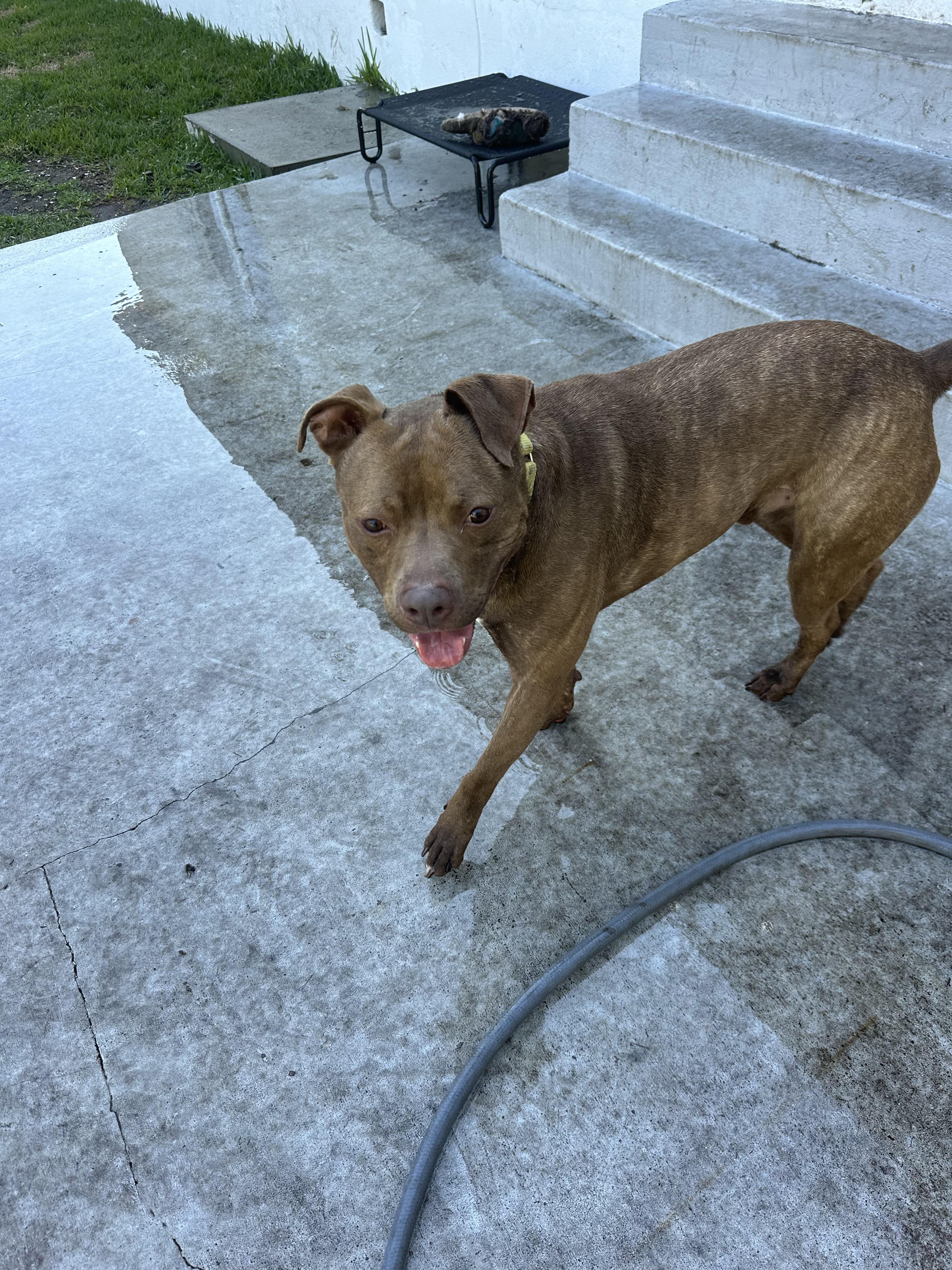 Xavier, a Adoptable mixed breed in North Miami, FL image 5/5